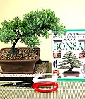 Ankara Keiren Etimesgut ieki firma rnmz Bonsai kk japon aac i mekan ss bitkisi