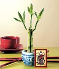 Lucky Bamboo ans melei iei bambu iei Ankara Balum ieki firma rnmz 